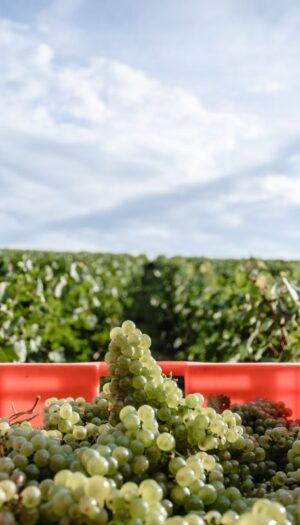 Comit&eacute; Champagne, ancora un ritocco a ribasso per le rese di vendemmia: 8.800 chili per ettaro