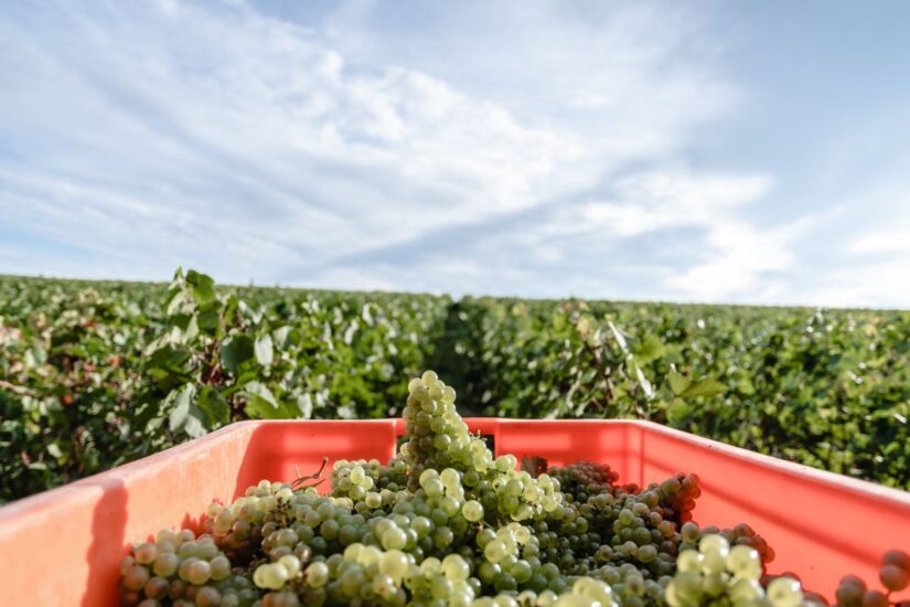Paysages Champenois. Travail et cycles de la vigne