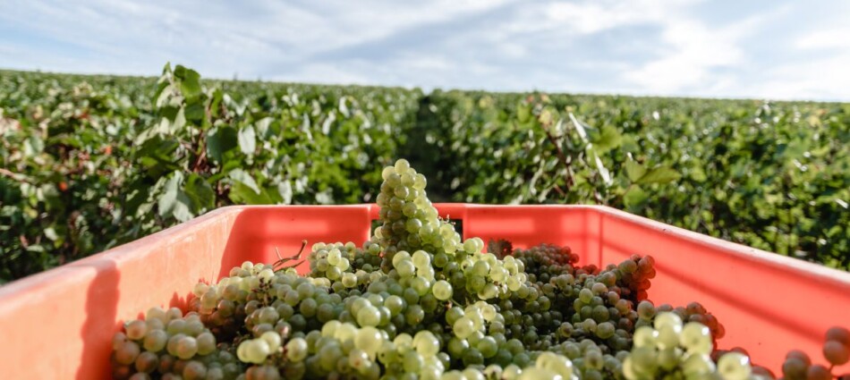 Comit&eacute; Champagne, ancora un ritocco a ribasso per le rese di vendemmia: 8.800 chili per ettaro