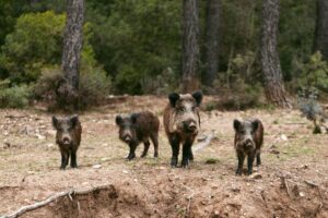 Fauna fuori controllo, Cia: &ldquo;approvare subito la riforma della legge 157/92&rdquo;