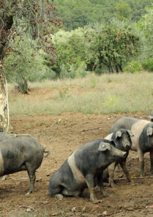 Peste Suina Africana, le 5 richieste del Consorzio Cinta Senese Dop: &ldquo;salvare razza e allevatori&rdquo;