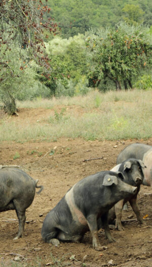 Peste Suina Africana, le 5 richieste del Consorzio Cinta Senese Dop: &ldquo;salvare razza e allevatori&rdquo;
