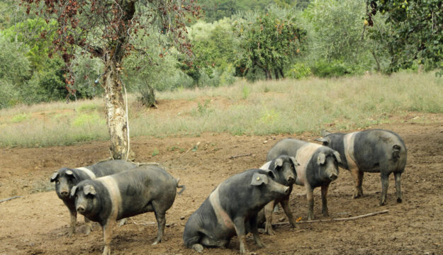 Peste Suina Africana, le 5 richieste del Consorzio Cinta Senese Dop: &ldquo;salvare razza e allevatori&rdquo;