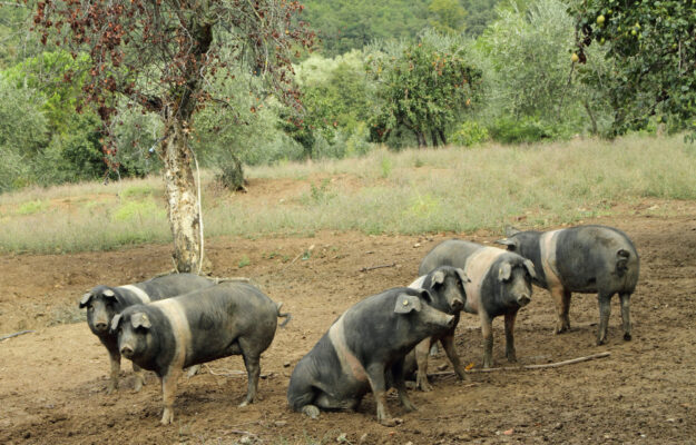 CINTA SENESE DOP, CONSORZIO DI TUTELA DELLA CINTA SENESE DOP, PESTE SUINA AFRICANA, Non Solo Vino