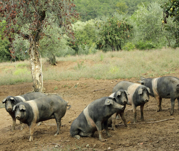 Peste Suina Africana, le 5 richieste del Consorzio Cinta Senese Dop: &ldquo;salvare razza e allevatori&rdquo;
