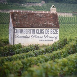 Louis Roederer investe, per la prima volta, in Borgogna, con il gioiello Domaine Pierre Damoy