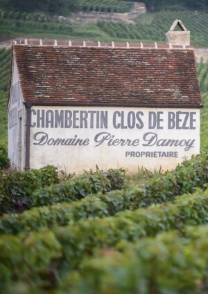 Louis Roederer investe, per la prima volta, in Borgogna, con il gioiello Domaine Pierre Damoy