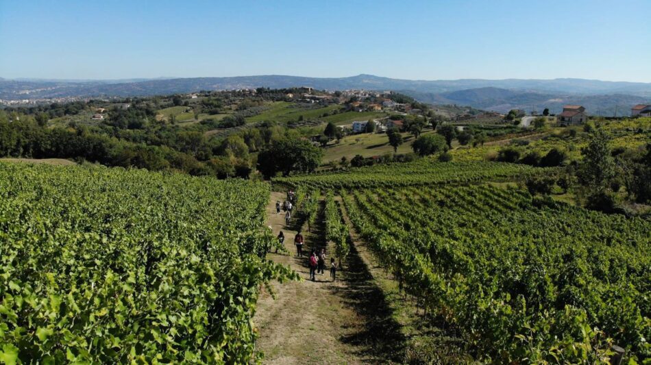Escursioni nei vigneti al “Fiano Love Fest”, a Lapio (Avellino)