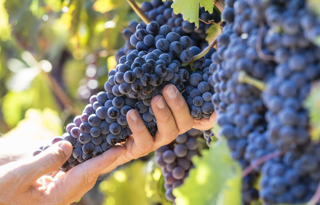 In Sicilia è iniziata la vendemmia dei “100 giorni“ (ph: Assovini)