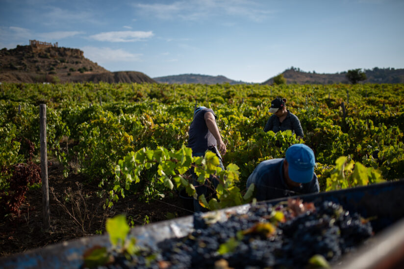 In Sicilia è iniziata la vendemmia dei “100 giorni“ (ph: Assovini)
