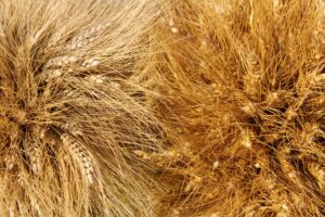 Crisi di sovranit&agrave; produttiva per il grano italiano: gi&ugrave; i prezzi, cresce la dipendenza dall&rsquo;estero