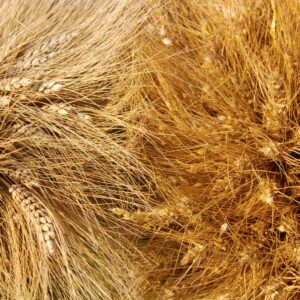 Crisi di sovranit&agrave; produttiva per il grano italiano: gi&ugrave; i prezzi, cresce la dipendenza dall&rsquo;estero