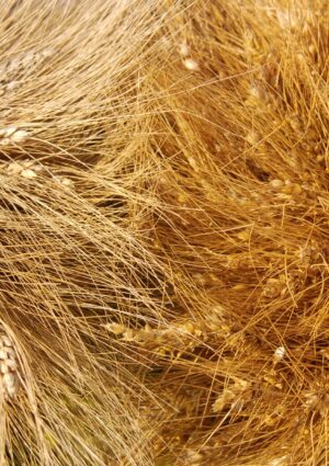 Crisi di sovranit&agrave; produttiva per il grano italiano: gi&ugrave; i prezzi, cresce la dipendenza dall&rsquo;estero