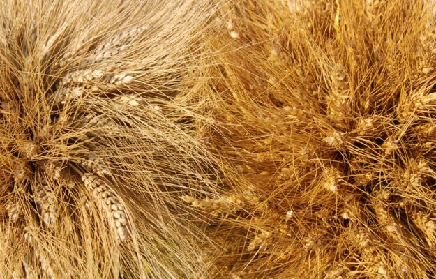 Confagricoltura, GRANO DURO ITALIANO, IMPORTAZIONI, MADE IN ITALY, MINISTERO DELL'AGRICOLTURA, PASTA ITALIANA, PREZZI, SOVRANITÀ PRODUTTIVA, Non Solo Vino