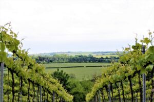 La prima denominazione di vini naturali al mondo? Potrebbe arrivare dal Galles