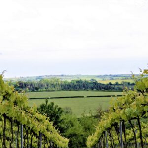La prima denominazione di vini naturali al mondo? Potrebbe arrivare dal Galles