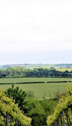 La prima denominazione di vini naturali al mondo? Potrebbe arrivare dal Galles