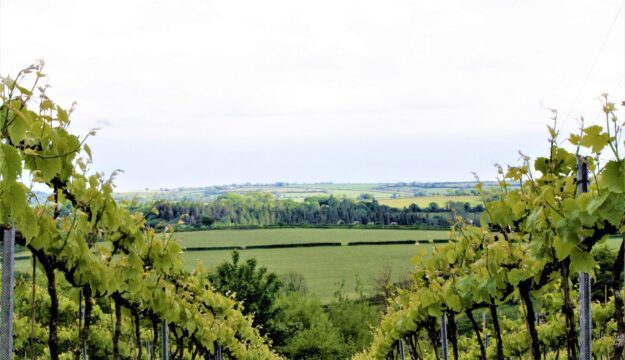 La prima denominazione di vini naturali al mondo? Potrebbe arrivare dal Galles