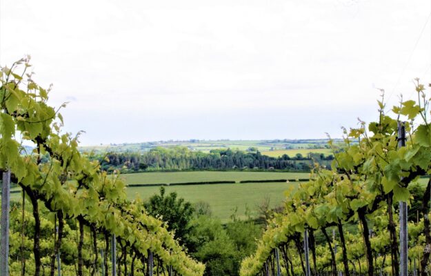 DENOMINAIZONE, GALLES, VINI NATURALI, vino, Mondo