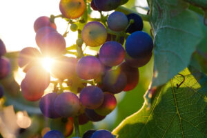 Verso la vendemmia 2026, tanti consorzi di primo piano tagliano le rese delle denominazioni