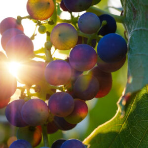 Verso la vendemmia 2026, tanti consorzi di primo piano tagliano le rese delle denominazioni