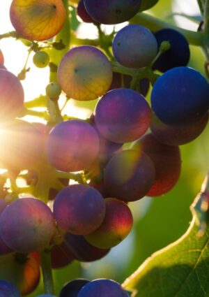 Verso la vendemmia 2026, tanti consorzi di primo piano tagliano le rese delle denominazioni