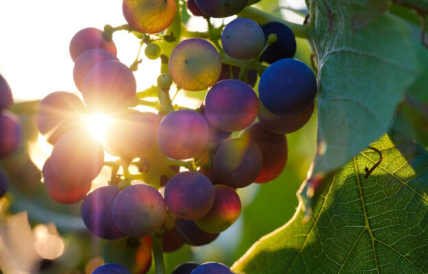 DENOMINAZIONI, DISCIPLINARI, RESE, TAGLIO DELLE RESE, VENDEMMIA 2026, Italia