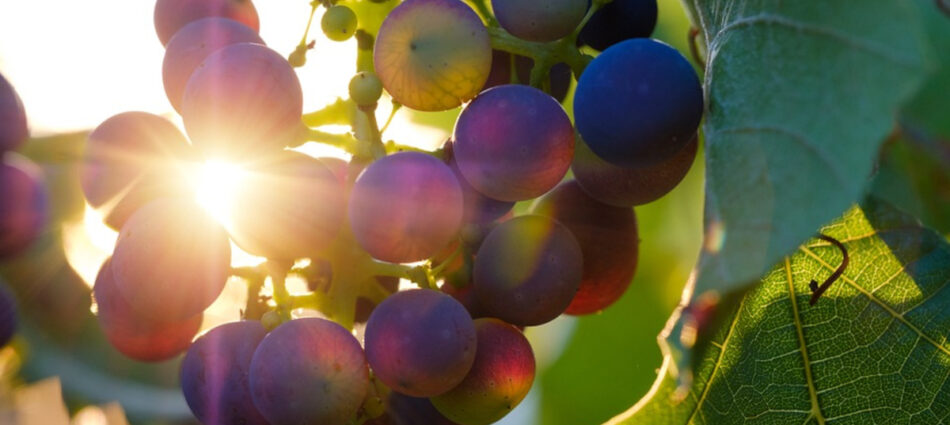 Verso la vendemmia 2026, tanti consorzi di primo piano tagliano le rese delle denominazioni