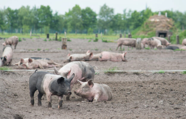 AIAB, ASSOBIO, FEDERBIO, LEGAMBIENTE, PESTE SUINA, SLOW FOOD, Archivio