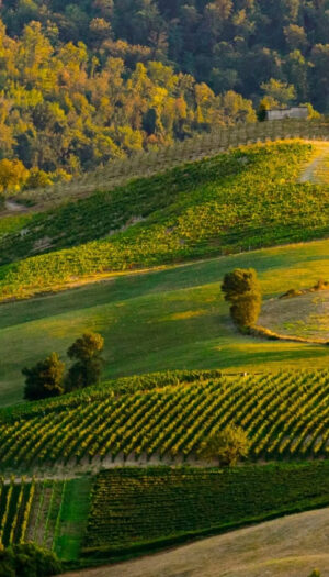 Il Pinot Nero e l&rsquo;Oltrep&ograve; Pavese tra presente e futuro, secondo l&rsquo;enologo Donato Lanati
