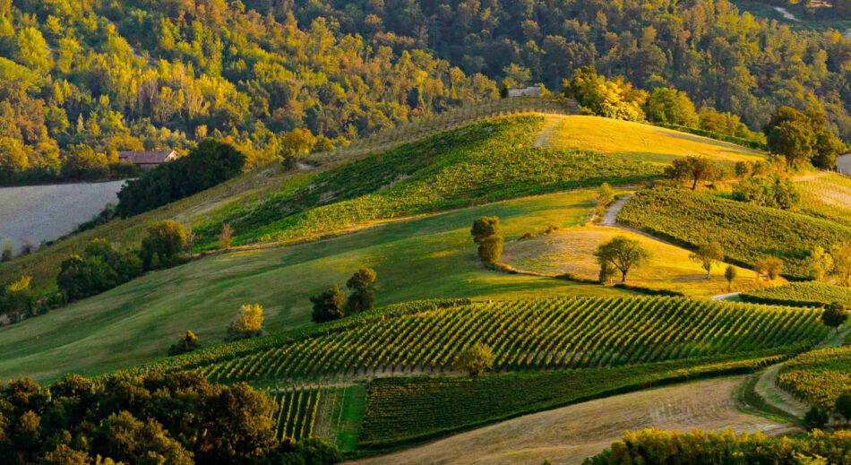 I vigneti dell’Oltrepò (ph: Fb Consorzio Vini Oltrepò), terra del Pinot Nero