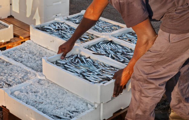 ADRIATICO, FERMO PESCA, PESCA, Non Solo Vino