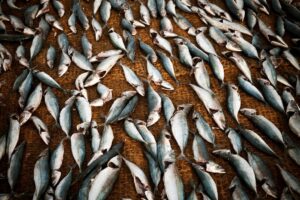 L&rsquo;acquacoltura italiana &egrave; in emergenza: il mare bollente minaccia cozze, vongole e pesce azzurro