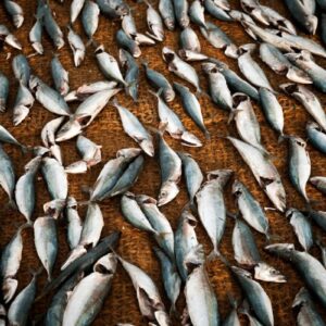 L&rsquo;acquacoltura italiana &egrave; in emergenza: il mare bollente minaccia cozze, vongole e pesce azzurro