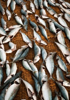 L&rsquo;acquacoltura italiana &egrave; in emergenza: il mare bollente minaccia cozze, vongole e pesce azzurro