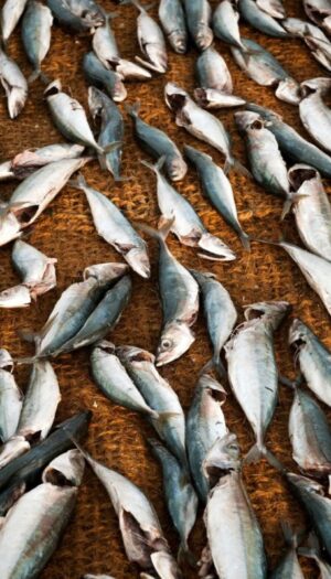 L&rsquo;acquacoltura italiana &egrave; in emergenza: il mare bollente minaccia cozze, vongole e pesce azzurro