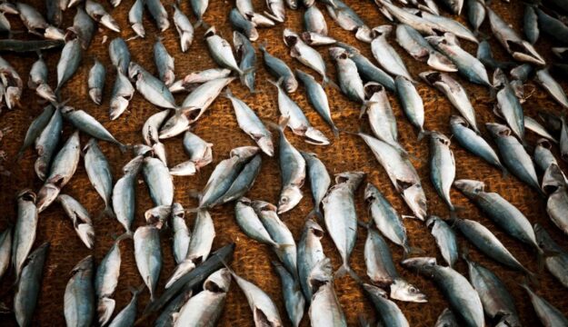 L&rsquo;acquacoltura italiana &egrave; in emergenza: il mare bollente minaccia cozze, vongole e pesce azzurro