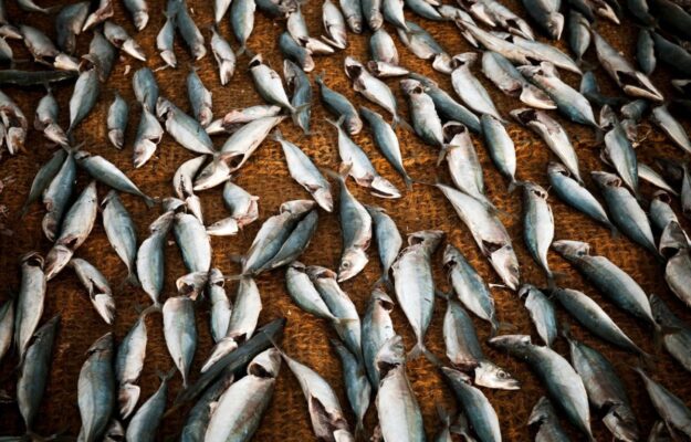 ALTE TEMPERATURE, CALDO, CAMBIAMENTO CLIMATICO, COLDIRETTI PESCA, COZZE, MANGIMI, MARE, PESCE AZZURRO, VONGOLE, Non Solo Vino