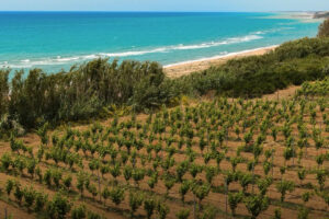 La vendemmia 2026 prende forma in Sicilia: al via la raccolta di Settesoli