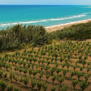 La vendemmia 2026 prende forma in Sicilia: al via la raccolta di Settesoli