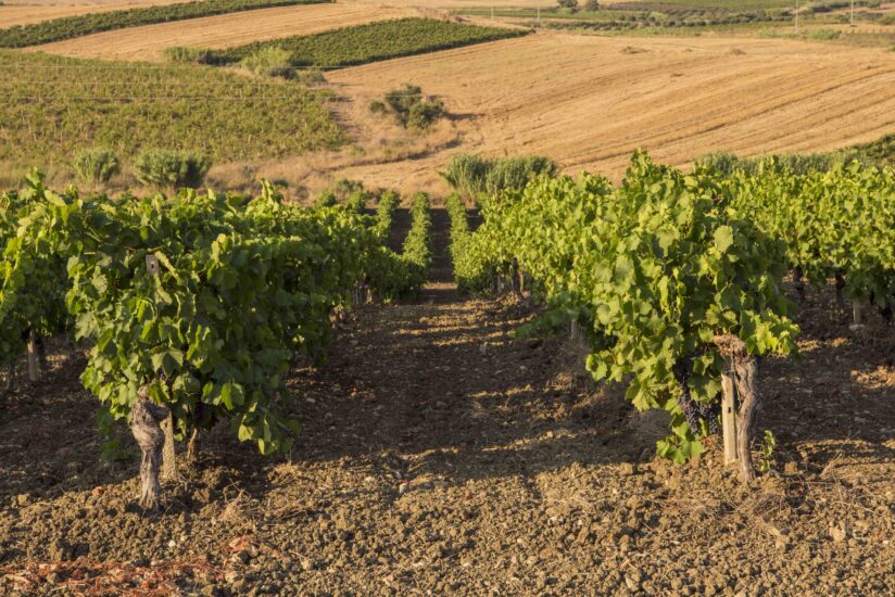 I vigneti della Sicilia, mosaico del vino