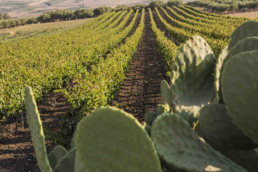 I vigneti della Sicilia, mosaico del vino