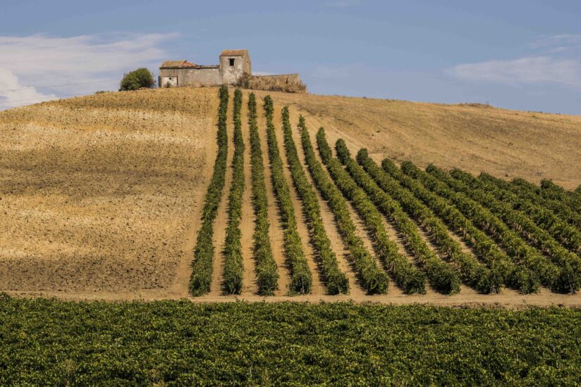 I vigneti della Sicilia, mosaico del vino