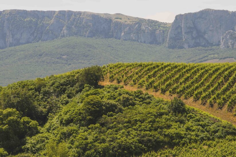 I vigneti della Sicilia, mosaico del vino