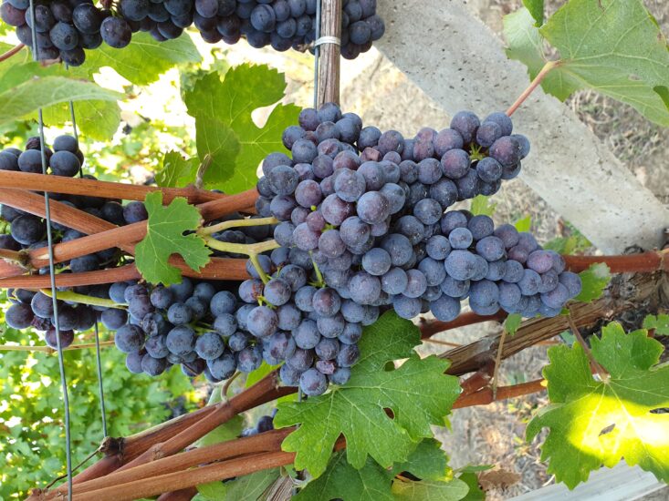 Un grappolo di Nebbiolo (ph: Draft via WikiPedia)