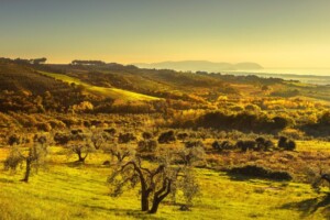 Rinnovabili, il &ldquo;no&rdquo; del Consorzio Vini Suvereto e Val di Cornia: &ldquo;profonde ricadute sul paesaggio&rdquo;