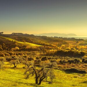 Rinnovabili, il &ldquo;no&rdquo; del Consorzio Vini Suvereto e Val di Cornia: &ldquo;profonde ricadute sul paesaggio&rdquo;