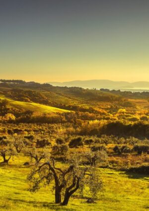 Renewable, &ldquo;no&rdquo; by Consorzio Vini Suvereto e Val di Cornia: &ldquo;deep consequences on landscape&rdquo;