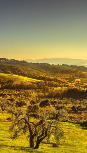 Rinnovabili, il &ldquo;no&rdquo; del Consorzio Vini Suvereto e Val di Cornia: &ldquo;profonde ricadute sul paesaggio&rdquo;
