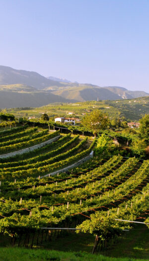 Valpolicella, il futuro &egrave; nell&rsquo;equilibrio, per &ldquo;preservare il valore della denominazione&rdquo;